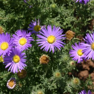Tahoka Daisy Premium flower seed - Beautiful ! Elegant ! Grown/Harvested in USA !