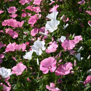 Rose Mallow dwarf mix Premium flower seeds - Beautiful ! Elegant ! Grown/Harvested in USA !