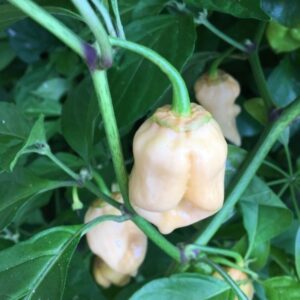10  Premium BBG7 White pepper seeds - Atomic ! Sizzling hot ! Grown/Harvested in USA ! Unique ! Specialty !
