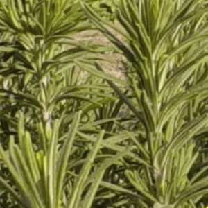 Rosemary herb seeds - 1/4 gram approx 150 seeds - aromatic, beautiful many uses USA !!