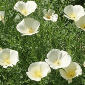 Premium Poppy seed - White Linen - Stunning !! Beautiful !! Elegant !! Grown/Harvested in USA !