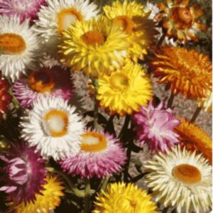 Strawflower Premium flower seeds - Beautiful ! 350+ seeds - Grown/Harvested in USA ! 2024 ! Specialty ! Unique !