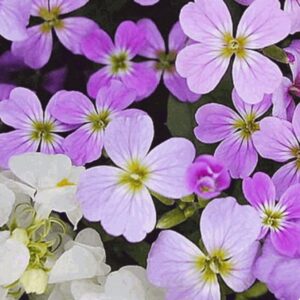 Virginia Stock Premium flower seeds - Stunning ! Beautiful ! Grown/Harvested in USA ! Fragrant !