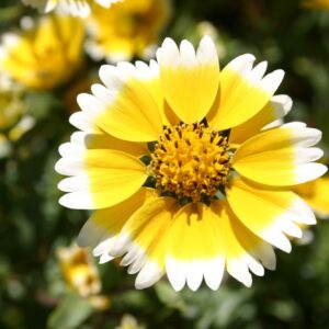 Tidy Tips Premium flower seed - Beautiful ! Sunny ! Elegant ! Grown/Harvested in USA !