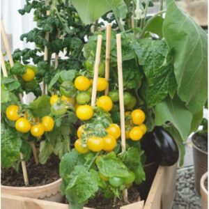 10 Patio Choice Yellow cherry tomato seeds - Sweet ! Juicy ! Compact ! USA !!