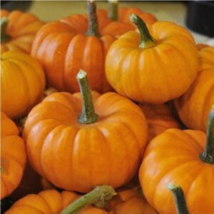 10 Jack-Be-Quik miniature pumpkin seeds - Halloween ! Fall ! USA ! Decorations !