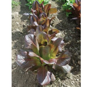 Organic French heirloom Rouge d'Hiver lettuce seeds - Fresh ! Delicious ! USA ! 2024 ! Specialty !