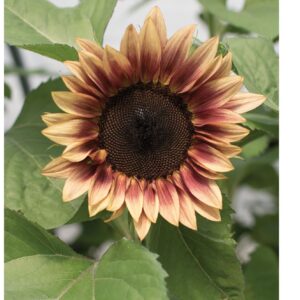 Premium Sunflowers - Procut Plum - 10 seeds - Stunning !! USA !! Gorgeous ! Unique ! Specialty !