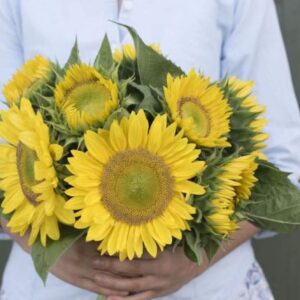 Premium Sunflowers - Sunrich Lime - 10 flower seeds - Stunning !! Gorgeous ! Unique !! USA !