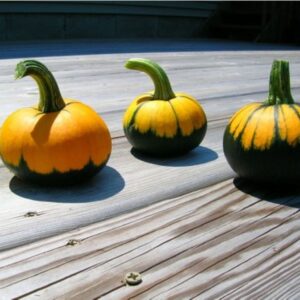 10 Batwing mix specialty pumpkin seed - USA ! Halloween ! Fall ! Cute ! Specialty !