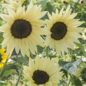 Premium Sunflowers - Buttercream - 10 seeds - Stunning ! Gorgeous ! Unique ! USA !