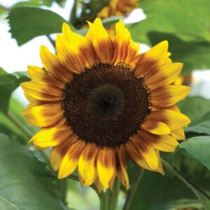 Sunflower - Procut Bicolor - 10 Premium flower seeds - Beautiful ! Specialty ! Unique ! Stunning !
