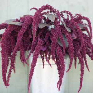 Premium Organic Amaranthus flower seed - Hopi Red Dye -  Beautiful ! Stunning ! USA ! 2024 !