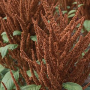 Premium Amaranthus flower seed - Hot Biscuits -  Beautiful ! Stunning ! Unique ! USA !