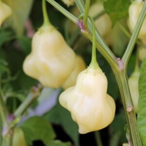 10 Premium Aji Fantasy White pepper seeds - Spicy ! Tasty ! Grown in USA ! Unique