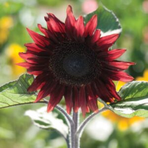 Sunflower - Procut Red - 10 Premium flower seed - Beautiful ! Specialty ! Unique ! Stunning !
