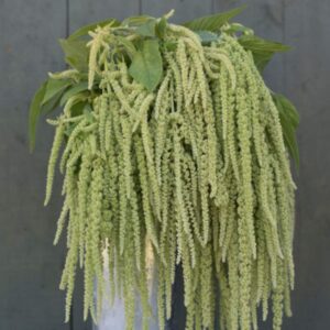 Premium Amaranthus flower seed - Emerald Tassels - Beautiful ! Stunning ! Unique ! USA !