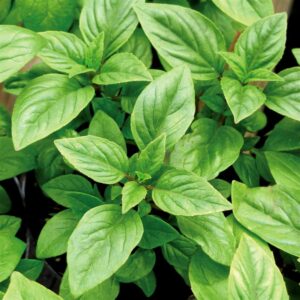 Genovese Italian Basil Seeds  ! Delicious ! One gram ! Large Leaf ! Healthy ! Fresh ! Tasty ! Productive ! Heirloom herb !