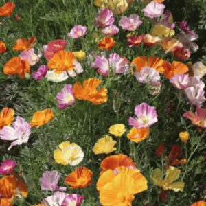 Premium California Poppy, Ballerina mix flower seeds  ! USA ! Beautiful ! Stunning ! Poppy ! Specialty !