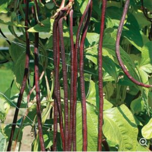 Red Noodle Yard Long Bean