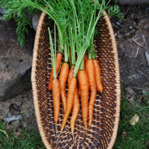 Little Finger Carrot