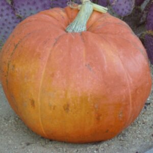 10 Big Max Pumpkin seeds - Halloween !! Giant ! USA ! Pumpkin Seeds ! Specialty !