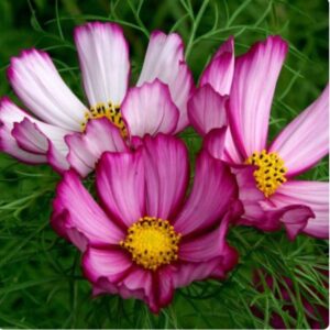 Premium Candystripe Cosmos flower seed Beautiful ! Stunning! USA ! Half gram - 30+ seeds