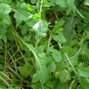 Roquette Arugula Seeds - Healthy and delicious ! One gram !! 2024 ! Specialty ! Greens ! Healthy ! Tasty !