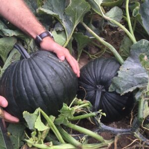 10 Dark Knight specialty pumpkin seeds - Unique ! Halloween ! Fall ! USA ! Black !