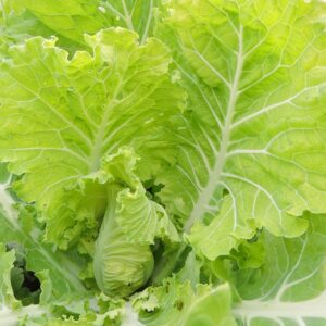 Heirloom Jernigan Collard Green seeds - Specialty ! Fresh ! USA ! 130 seeds ! Delicious ! 2024 !