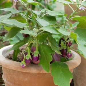 Patio Purple Bush Eggplant
