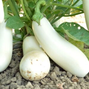 Snowy White Eggplant