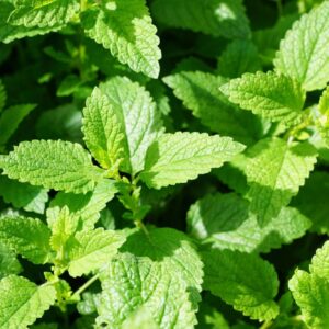 Mint seeds - Herb ! USA ! 100 seeds ! Cooking ! Medicinal ! Fresh ! Tasty !