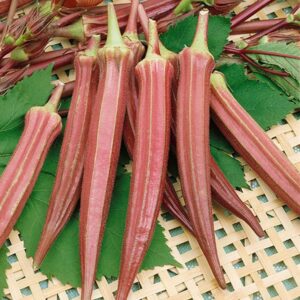 Jing Orange Okra