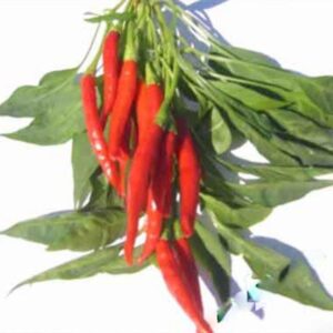 10 Heirloom Thai Prik Mun hot pepper seeds - Specialty ! Spicy ! Cooking ! Hot ! Asian ! 2024 !