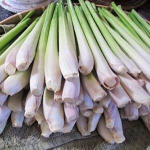 Heirloom Lemongrass seeds - Herb ! Asian ! Specialty ! Tasty ! Cooking !