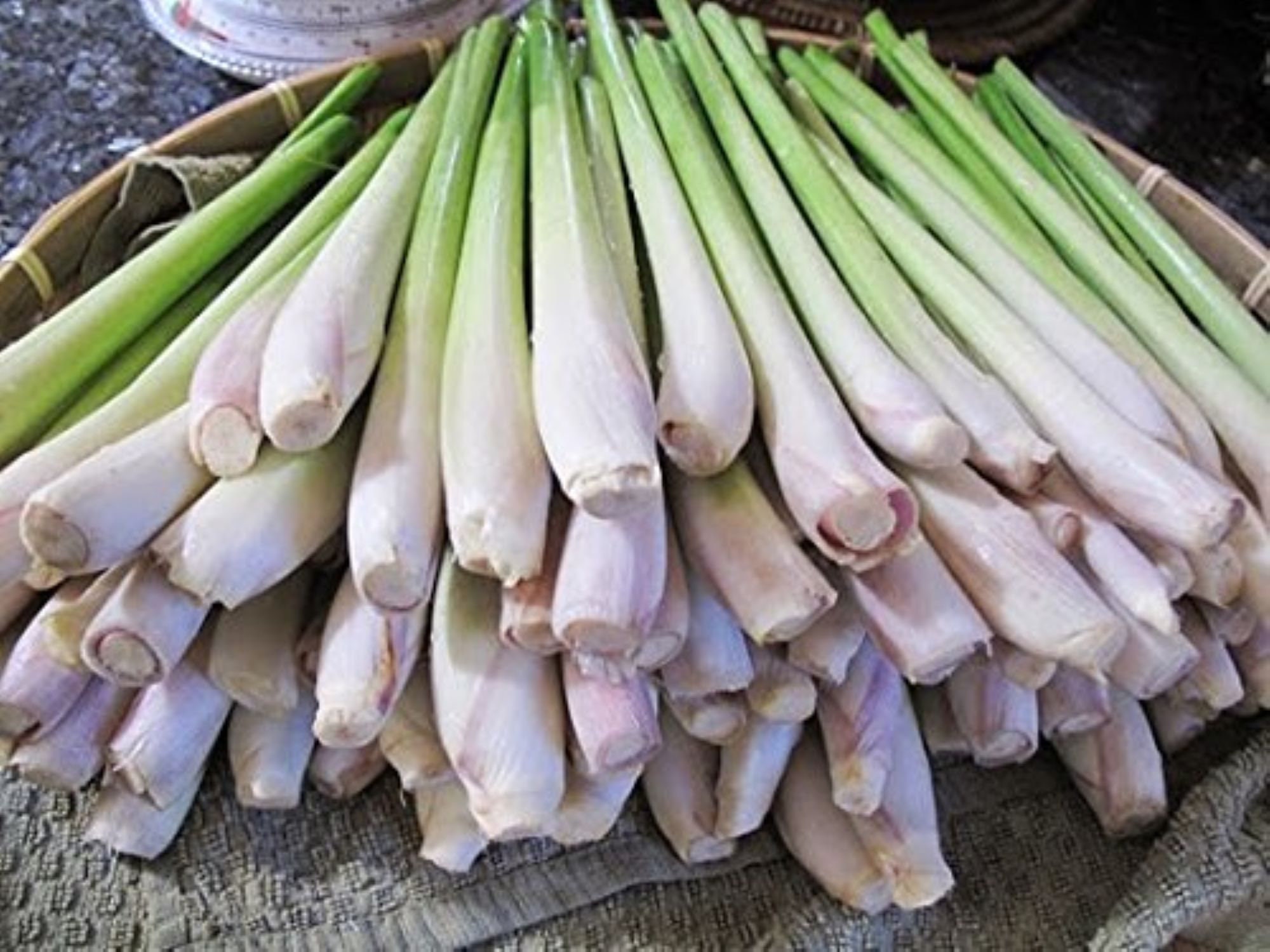 Heirloom Lemongrass seeds - Herb ! Asian ! Specialty ! Tasty ! Cooking !