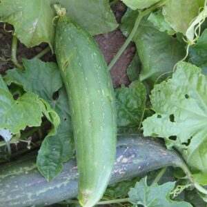 Luffa Gourd