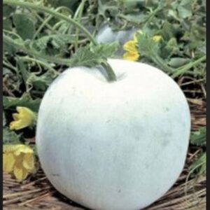 Winter Melon Round Wax Gourd