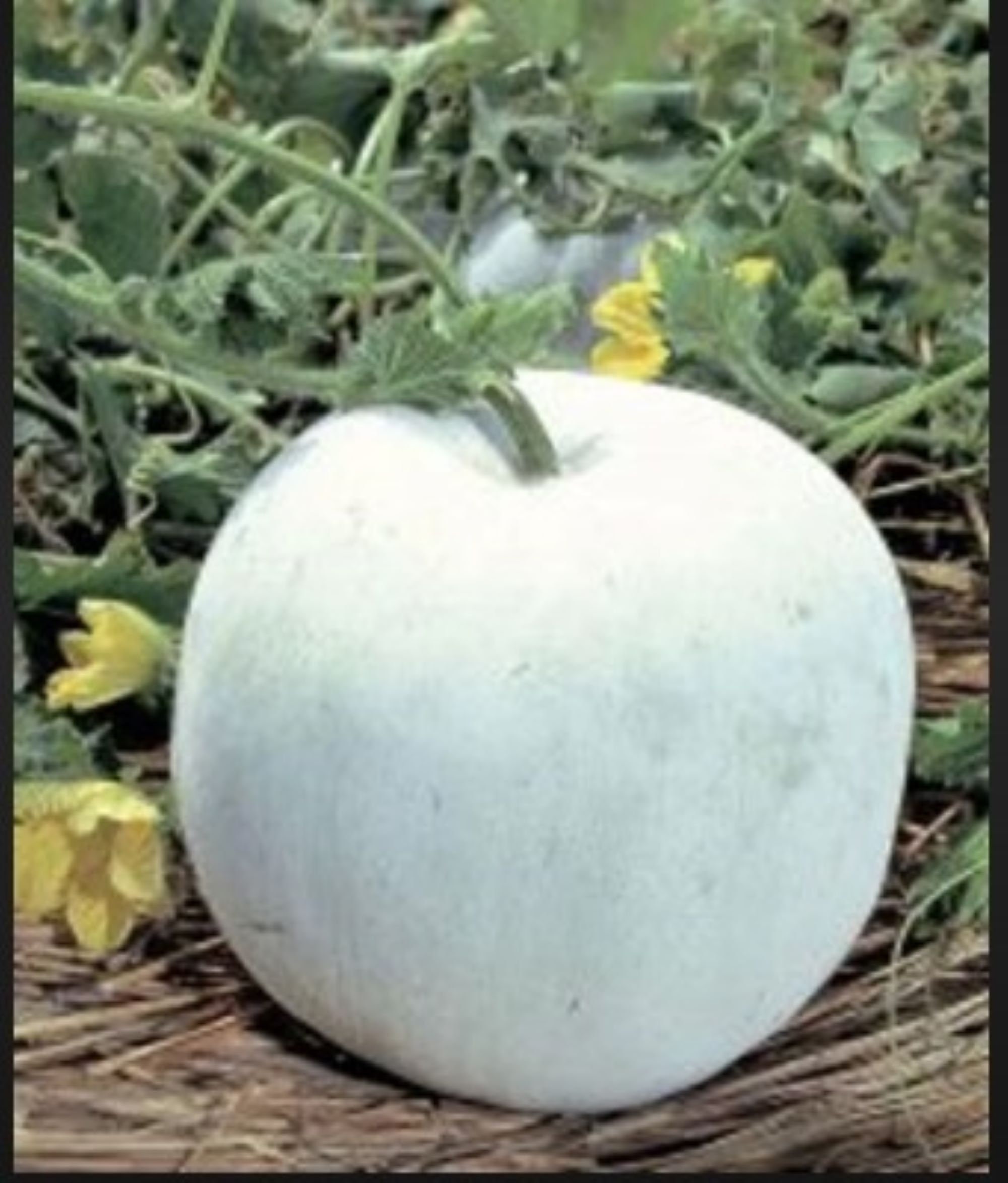 Winter Melon Round Wax Gourd