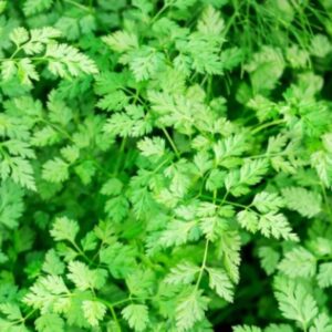 Winter Chervil