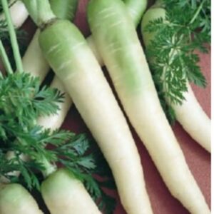 Lunar White Carrot