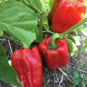 10 King of the North pepper seeds - Sweet ! Large ! Red ! USA !! Salads ! Healthy ! 2024 !