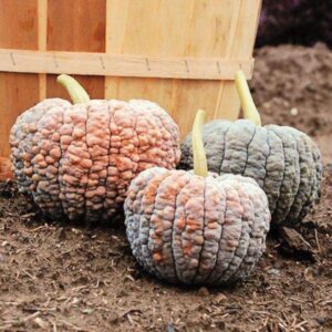 10 Heirloom Japanese Black Futsu squash seeds - Unique ! Fall ! Asian ! Winter squash !