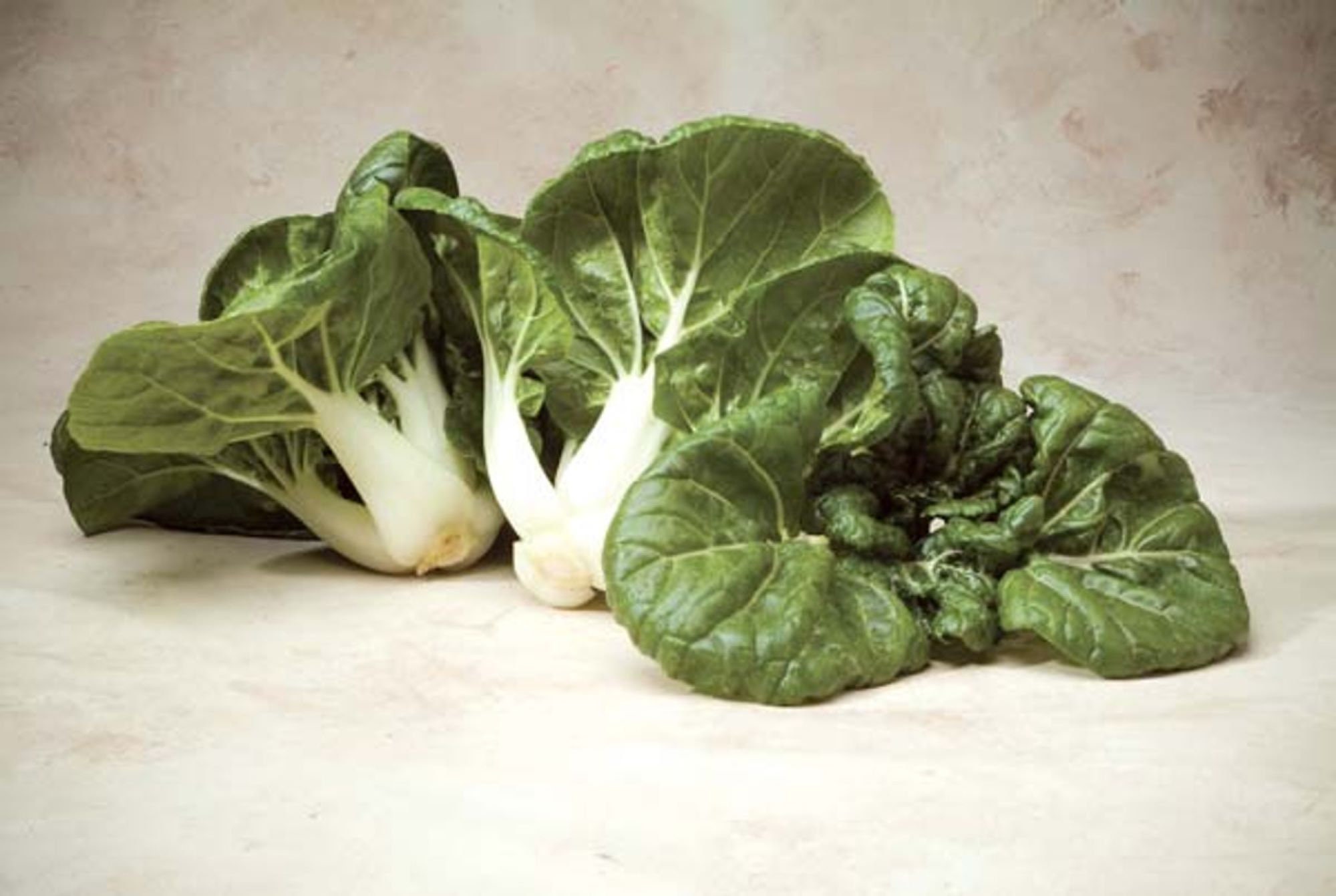 Toy Choy cabbage seeds - Asian Cabbage ! Pak Choi ! Miniature ! Fresh ! 130 seeds ! Dwarf !