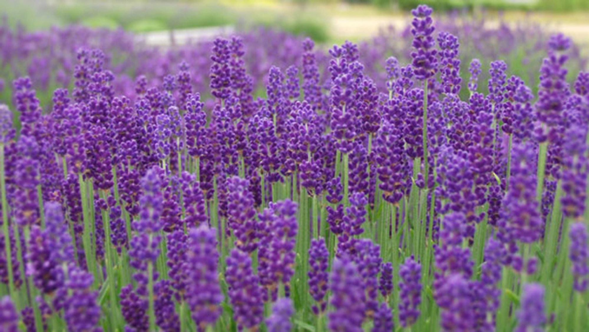 Lavender Herb/Flower seeds - Beautiful ! USA ! Purple ! 200 seeds ! 2024 ! Specialty !