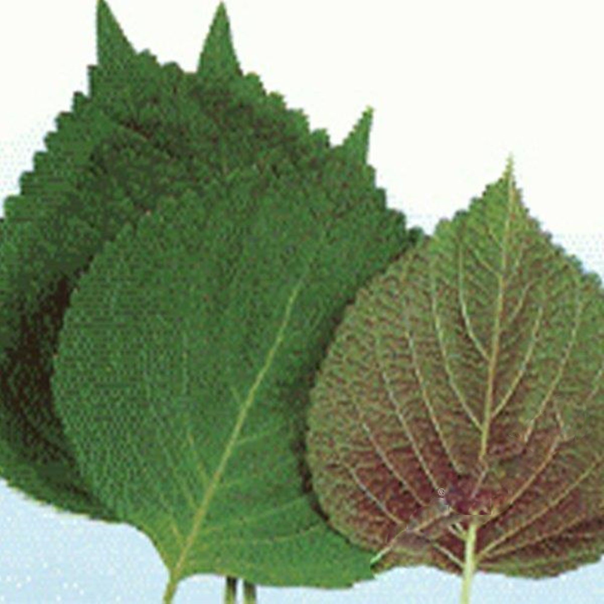 Heirloom Korean Shiso (Perilla) - 300 Seeds One gram! Asian ! Cooking ! Tasty ! Fresh ! Herb !