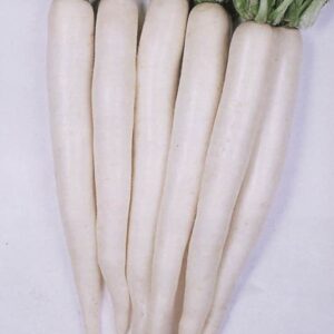 Tokinashi All Season Radish