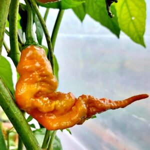 Premium Golden Primotalii Pepper