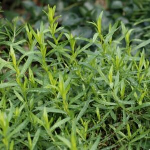 Heirloom Russian Tarragon seeds - Herbs ! Fresh ! Tasty ! USA ! Spring !